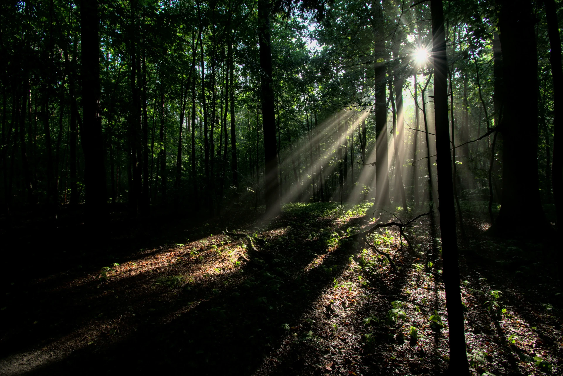Hintergrundbild des Heldenbanners